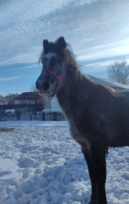 лошадь,жылқы,бие
