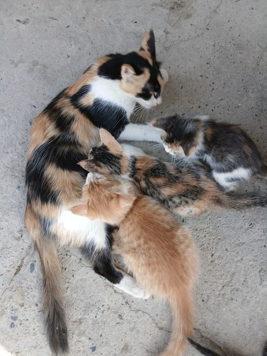 Mushuk bolalari bilan mehribon qoʻllarga beriladi