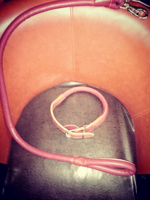 Lesa caini și zgarda set