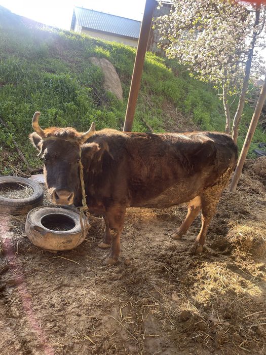 Сиыр семіз қол баққан сиыр