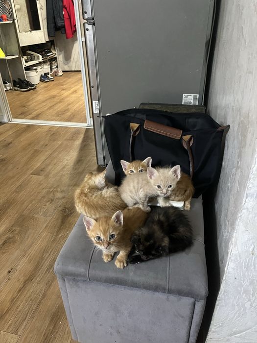 Котята бесплатно в добрые руки