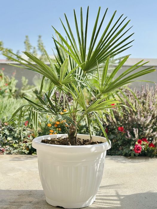 Palma daraxti ko'chatlari sotiladi