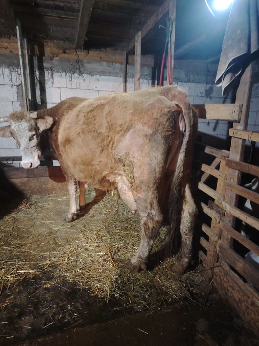 Vând vacă gestantă