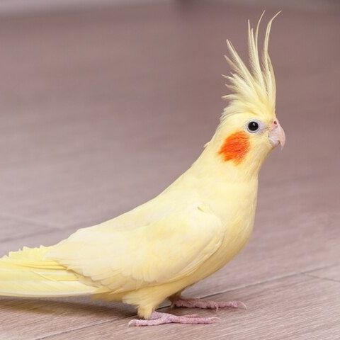 Кареллы попугай.