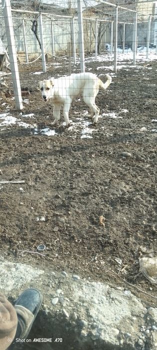 Alabay kuchuk sotiladi