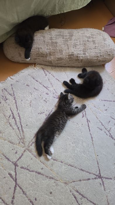 Отдаем котят бесплатно