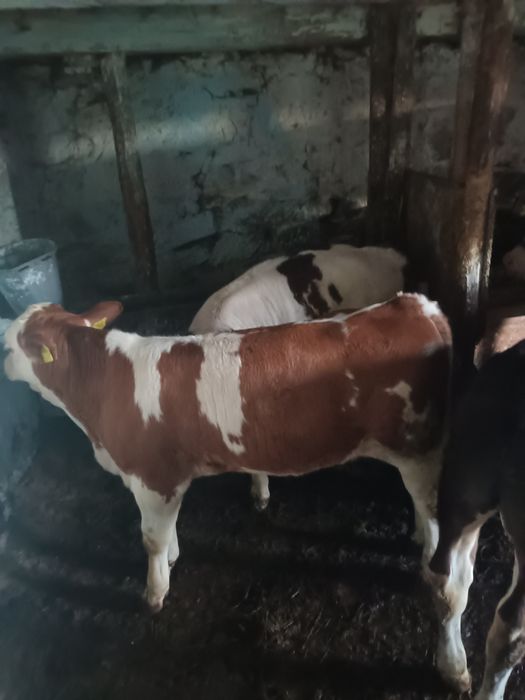 Vând 3 viței de 4luni 2 taurasi și o vitica.