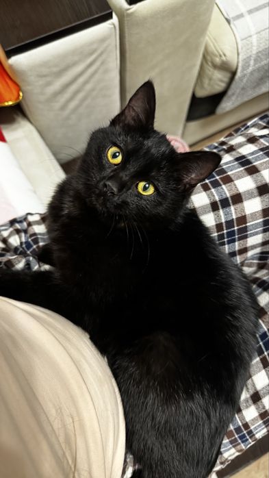 Ласковая кошечка 6 месяцев ищет любящую семью