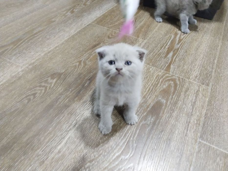 продаются котята