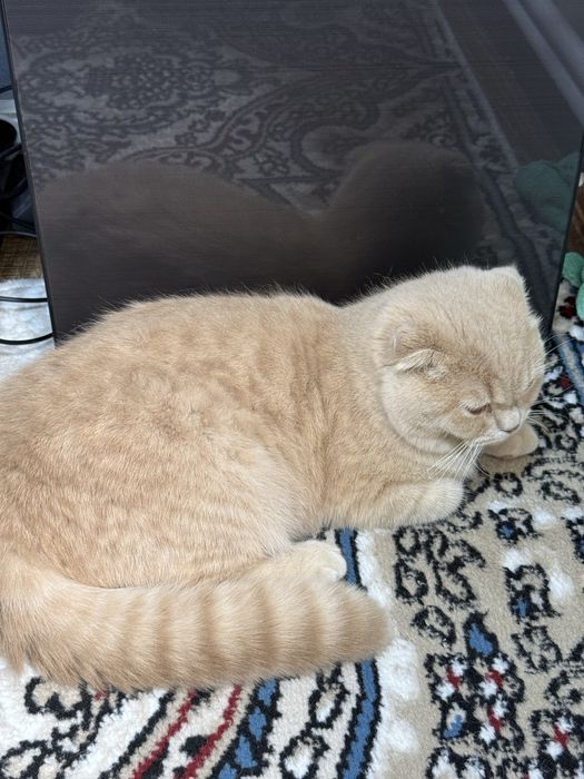 Продам кошечку вислоухоя