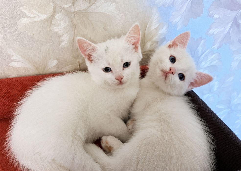 БелоСнежныE коТятA
