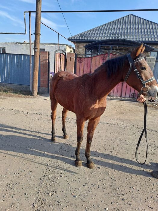 Жылқы баигеде жулели 1.5 жасар