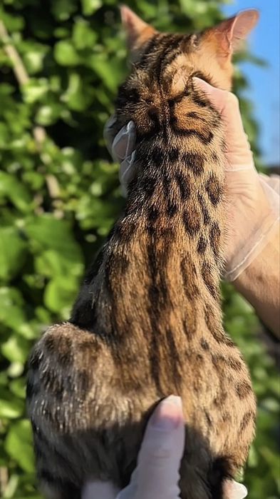 Бенгалско котенце – Brown Rosetted