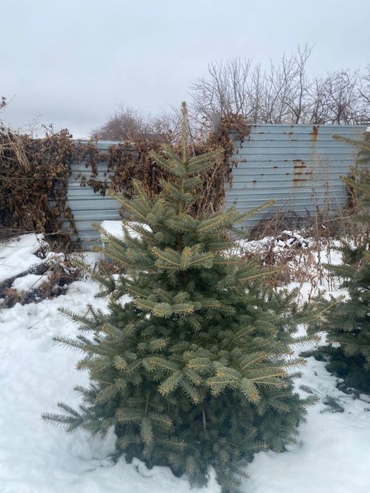 Ели голубые , самовывоз