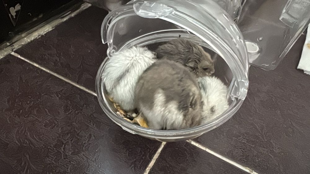 Хомяки джунгарские