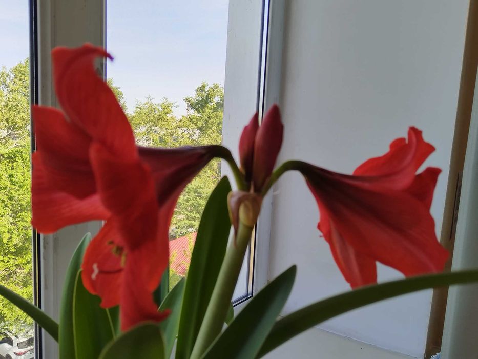 Гиппеаструм 3000