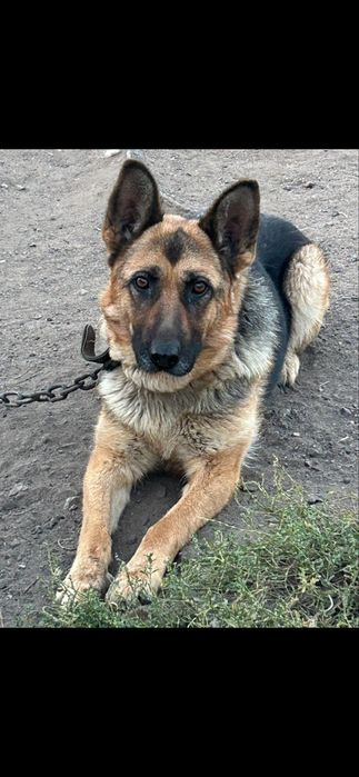 Продам щенят два мальчика