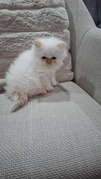 Персийско котенце