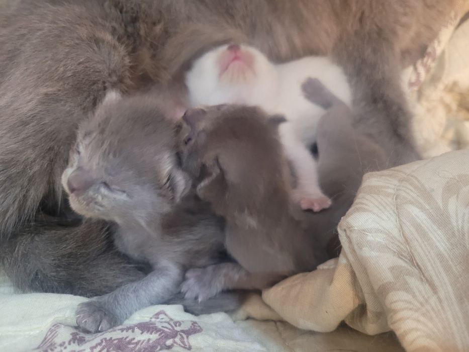 Скотш фолд мушук болалари сотиалди