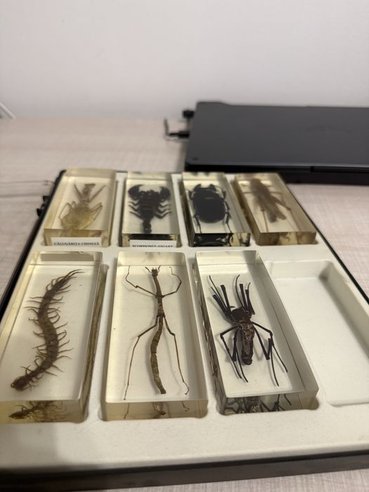 Insectar/ insecte impaiate