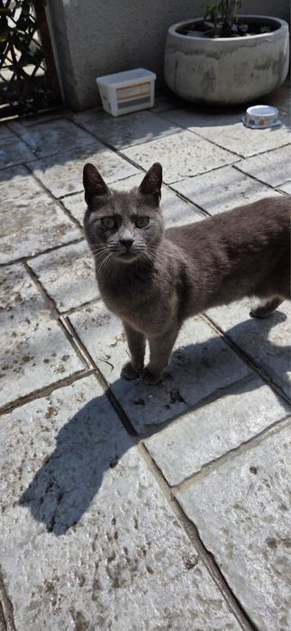 Pisica spre adoptie