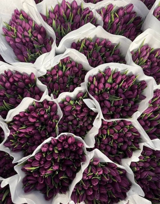 Цветы тюльпаны голландия