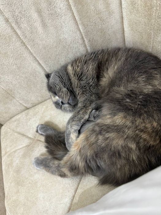 Кошка короткашерстая пародистая