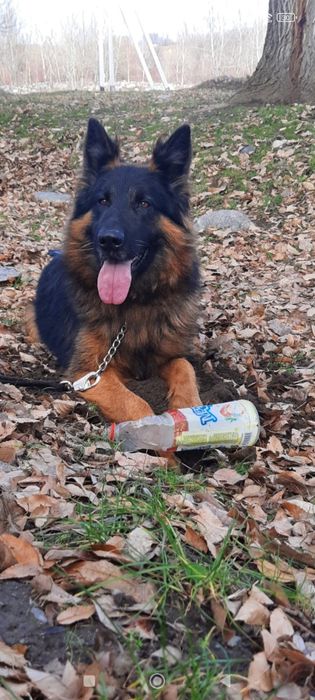 Девочка немецкой овчарки хороших кровей