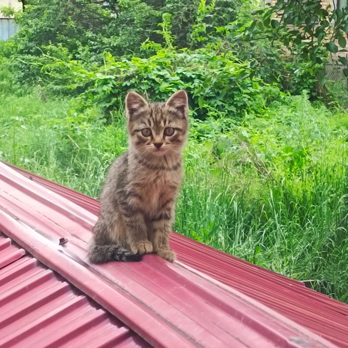 Отдам котят в добрые руки