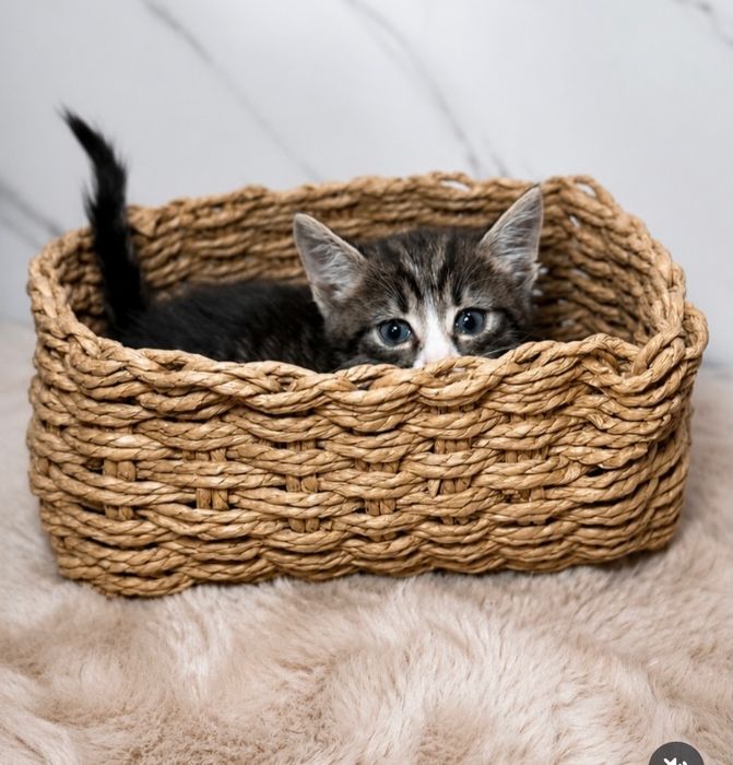 Котята с документами ищут дом