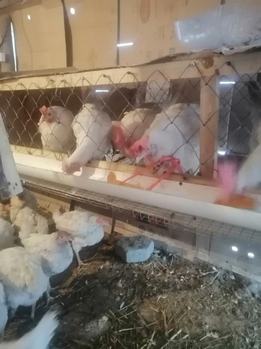 Таукыктар сатылады