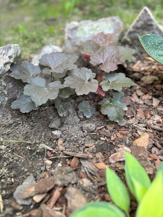 Гейхера - саженцы, многолетник