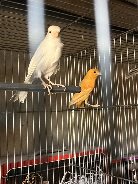 Канарейка 2 шт самка