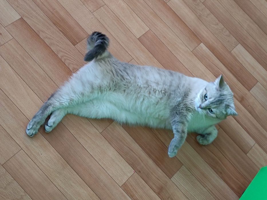 Отдам кошку в добрые руки