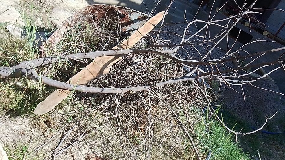 Yalangoch rus yulduzlari