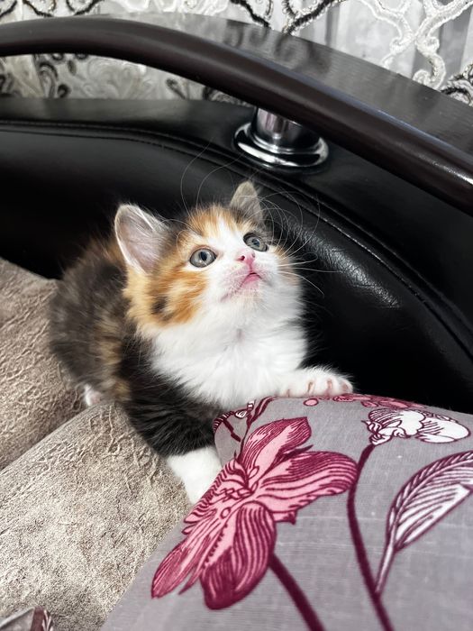 Отдам котенка в добрые руки