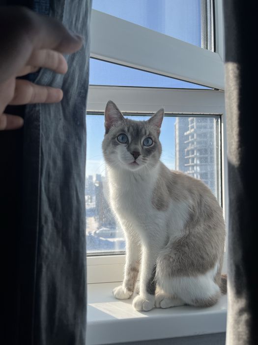 тайский метис (блю-табби-пойнт) приглашает на вязку