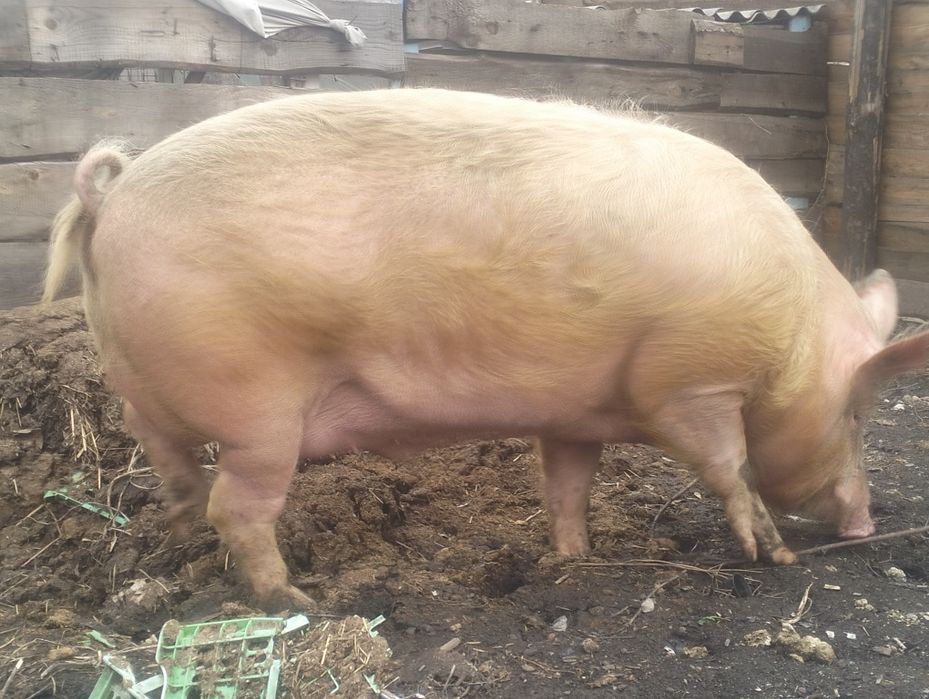 Продам племенного хряка