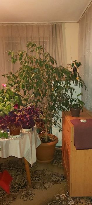 Бенджамин 2 метра