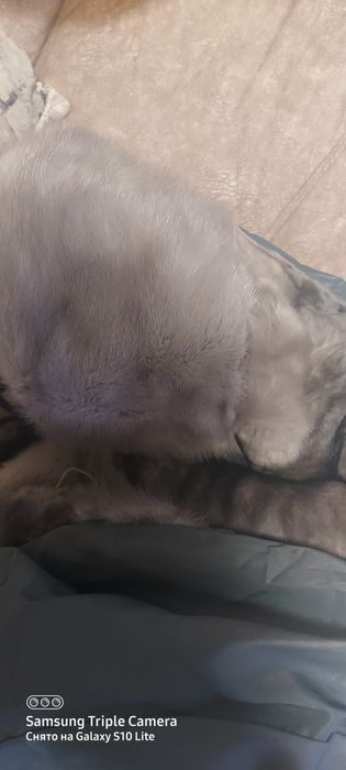 Шуба мутоновая 54 р