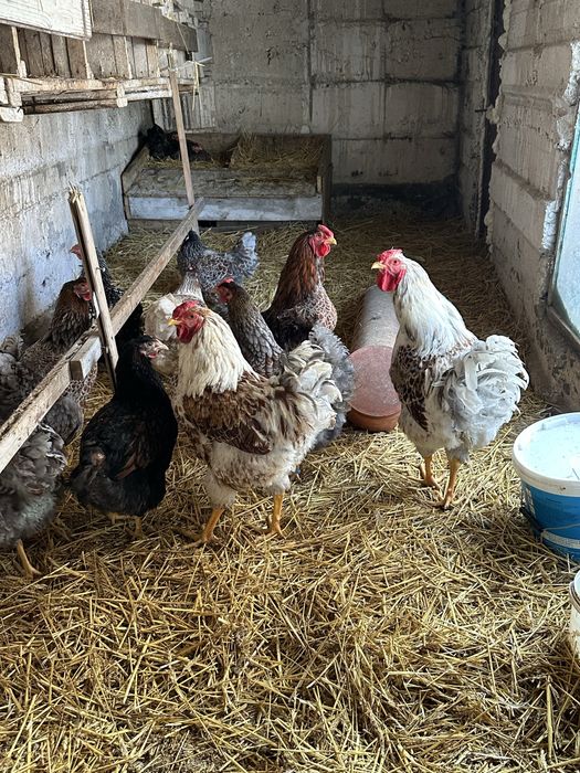 Oua pentru incubat Wiandotte si Australorp