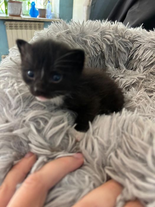 Котята ждут своих новых родителей!!!
