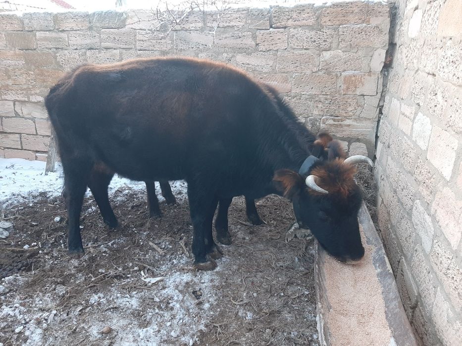 Сиырлар сатылады,