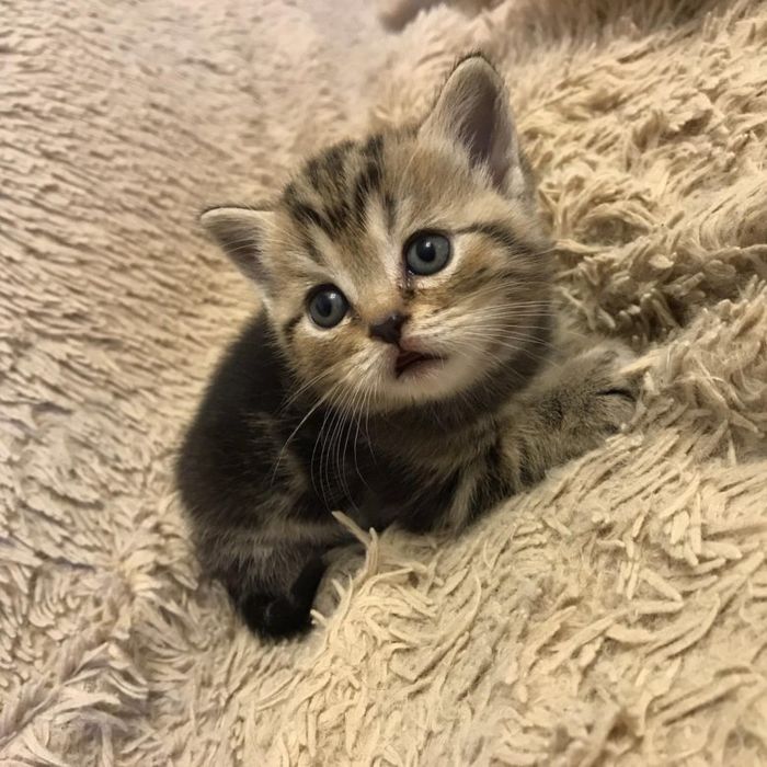 котята ТАББИ британцы метис с РИНГТЕЙЛОМ