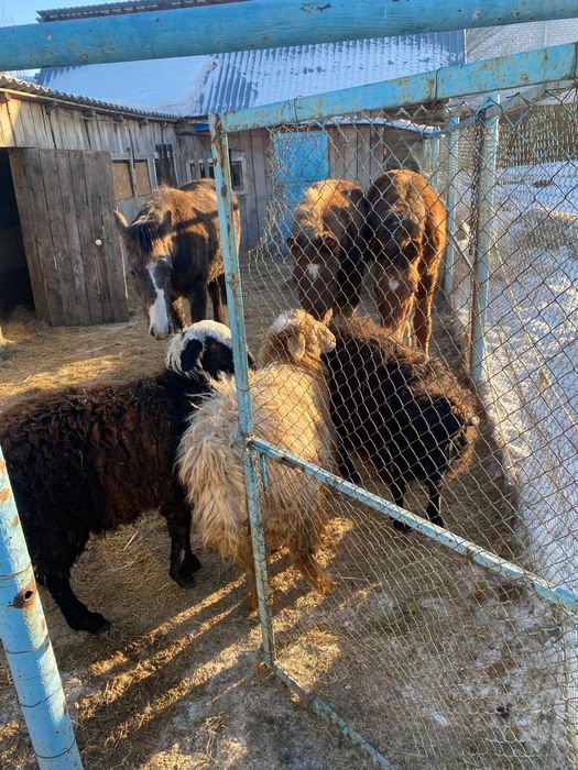 Продам баран 3шт