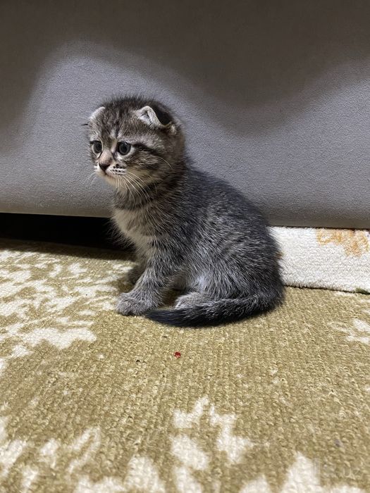 Котята Страйк Висло ушки смешиные