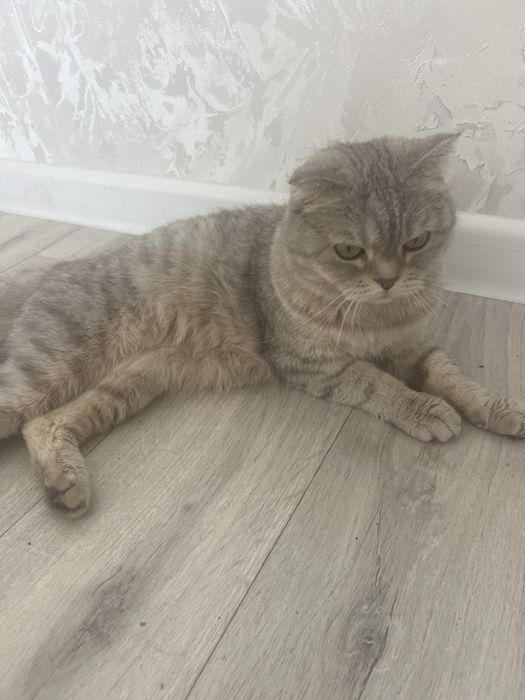 Шотландская мысық 3жас қыз