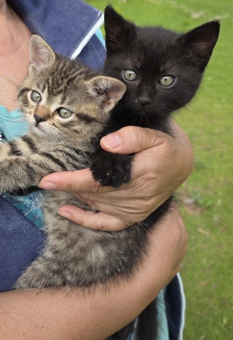 Adopție doi pisoiasi
