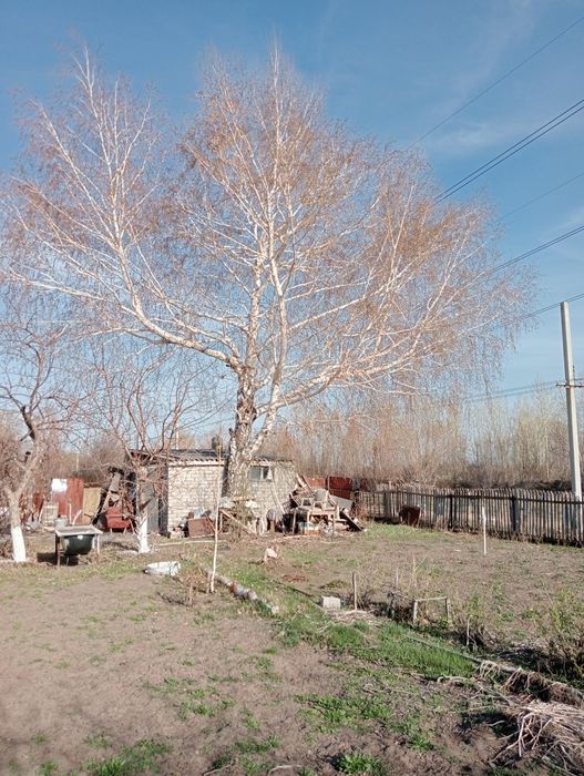 Берёза самовыпил