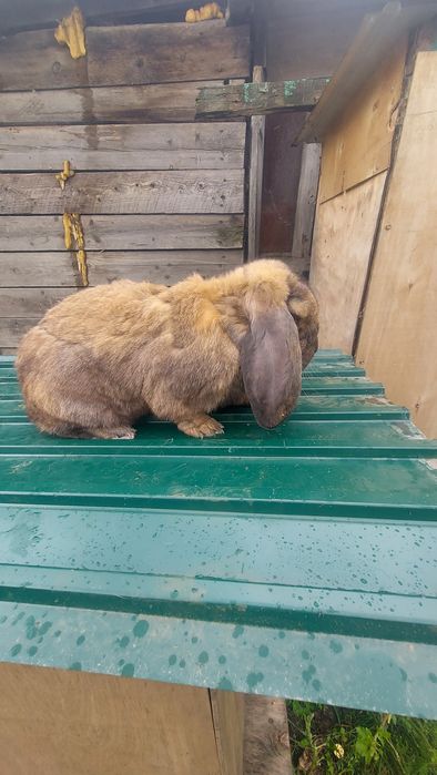 Кролики Породистые